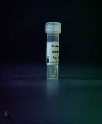 پروتئیناز-K